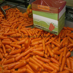 2017 Competitive Fresh Carrot with Good Price