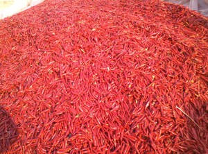 2017 Dry Chilli